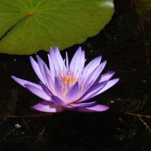 Water Lily Islamorada