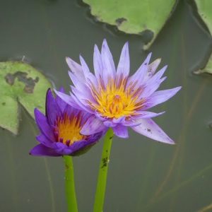 Water Lily Lilac Star