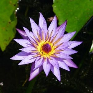 Water Lily Lilac Star