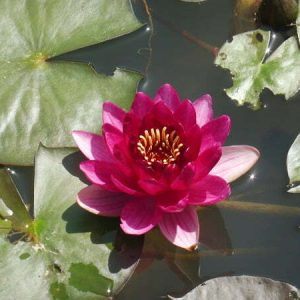 Nenúfar Nymphaea Perry's Baby Red