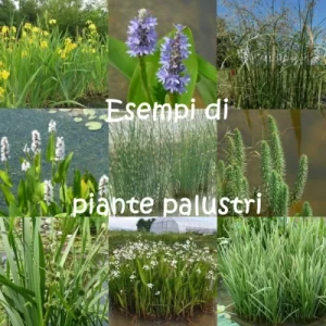 esempi-piante-palustri-kit