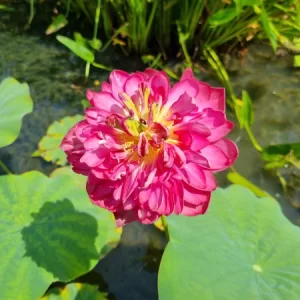 Nelumbo Happy Eyes