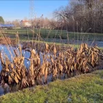 aquatic plants in winter