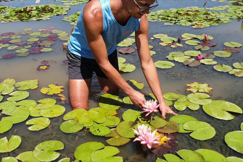 fertilize water lilies