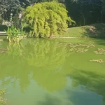 green water in the pond