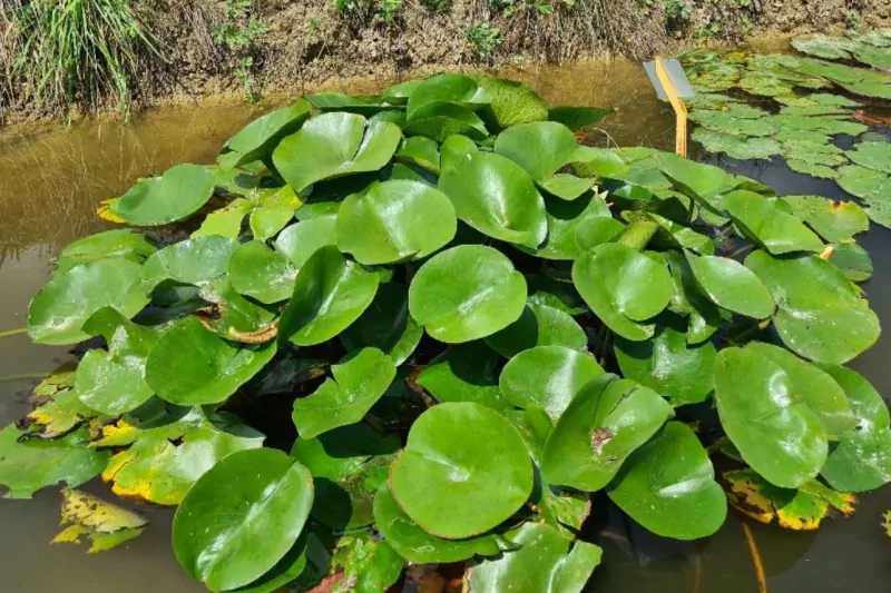 leaves of water lilies emerge