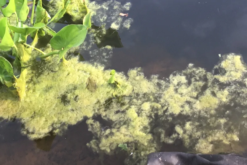 pond full of algae