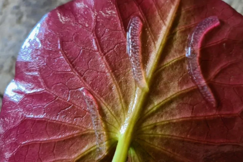 transparent worms leaves water lilies