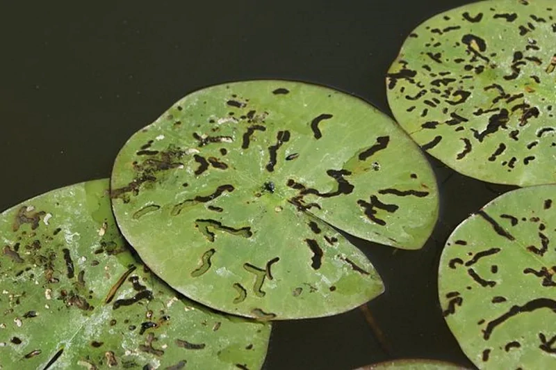 water lilies have holes in their leaves