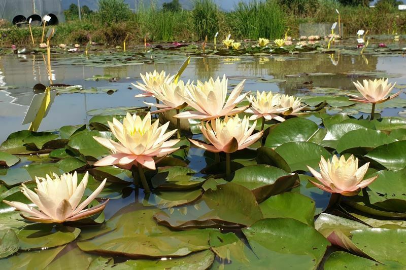 water lily blooming