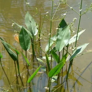 alisma plantago aquatica llantén de agua
