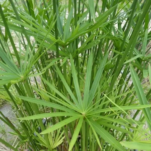 cyperus alternifolius planta paraguas