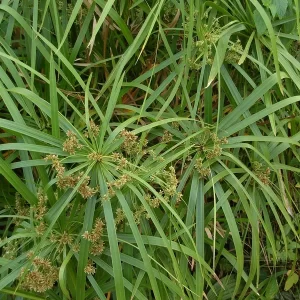 cyperus alternifolius planta paraguas