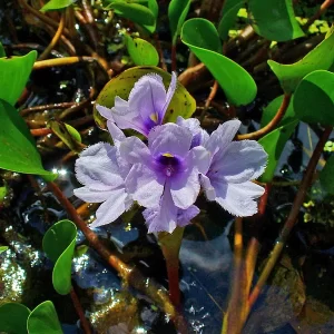 eichhornia azurea jacinto del agua anclado
