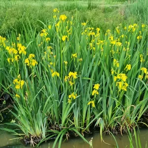 iris pseudacorus lirio amarillo