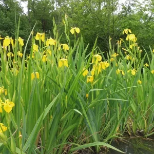 iris pseudacorus lirio amarillo