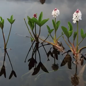 menyanthes trifoliata trébol de agua
