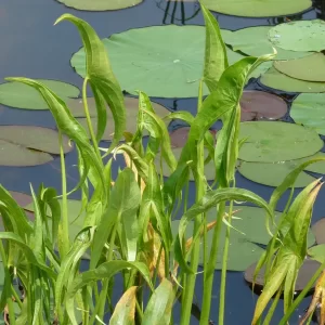 sagittaria sagittifolia saeta de agua flecha de agua