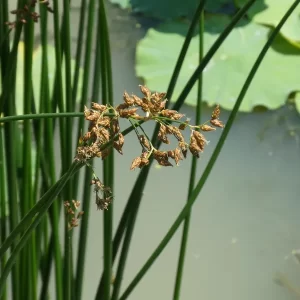schoenoplectus lacustris junco de laguna