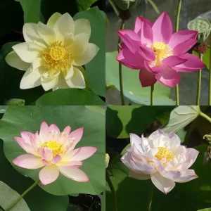 Nelumbo flores de loto seleccionadas por nosotros