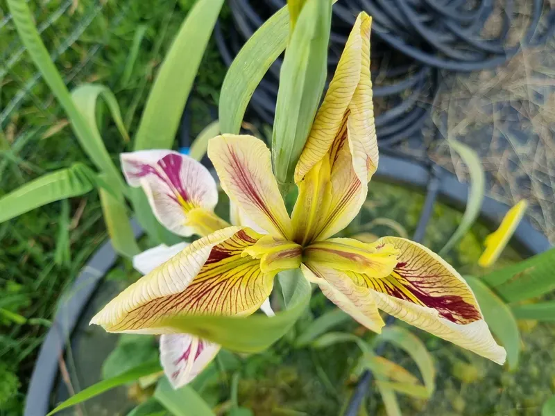 Iris louisiana 'Splitter Splatter' Plantas Acuáticas