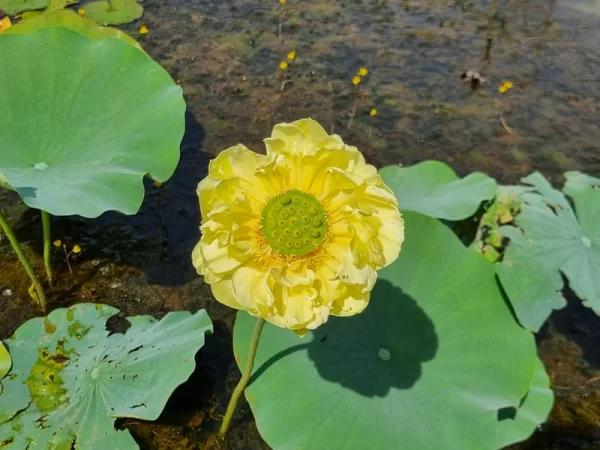 nelumbo gold and jade peony