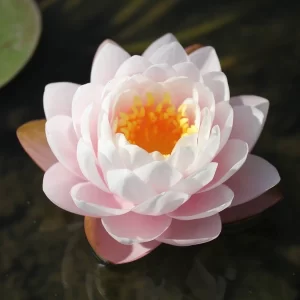 nymphaea bangkok sakura