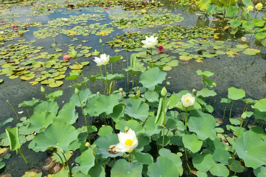 nenufar y flor de loto​