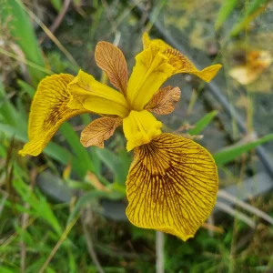 Iris pseudacorus 'Berlin Tiger'